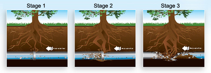 Tree Root Infiltration Diagram